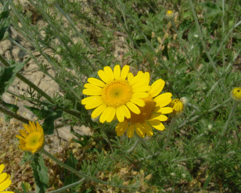Cota tinctoria